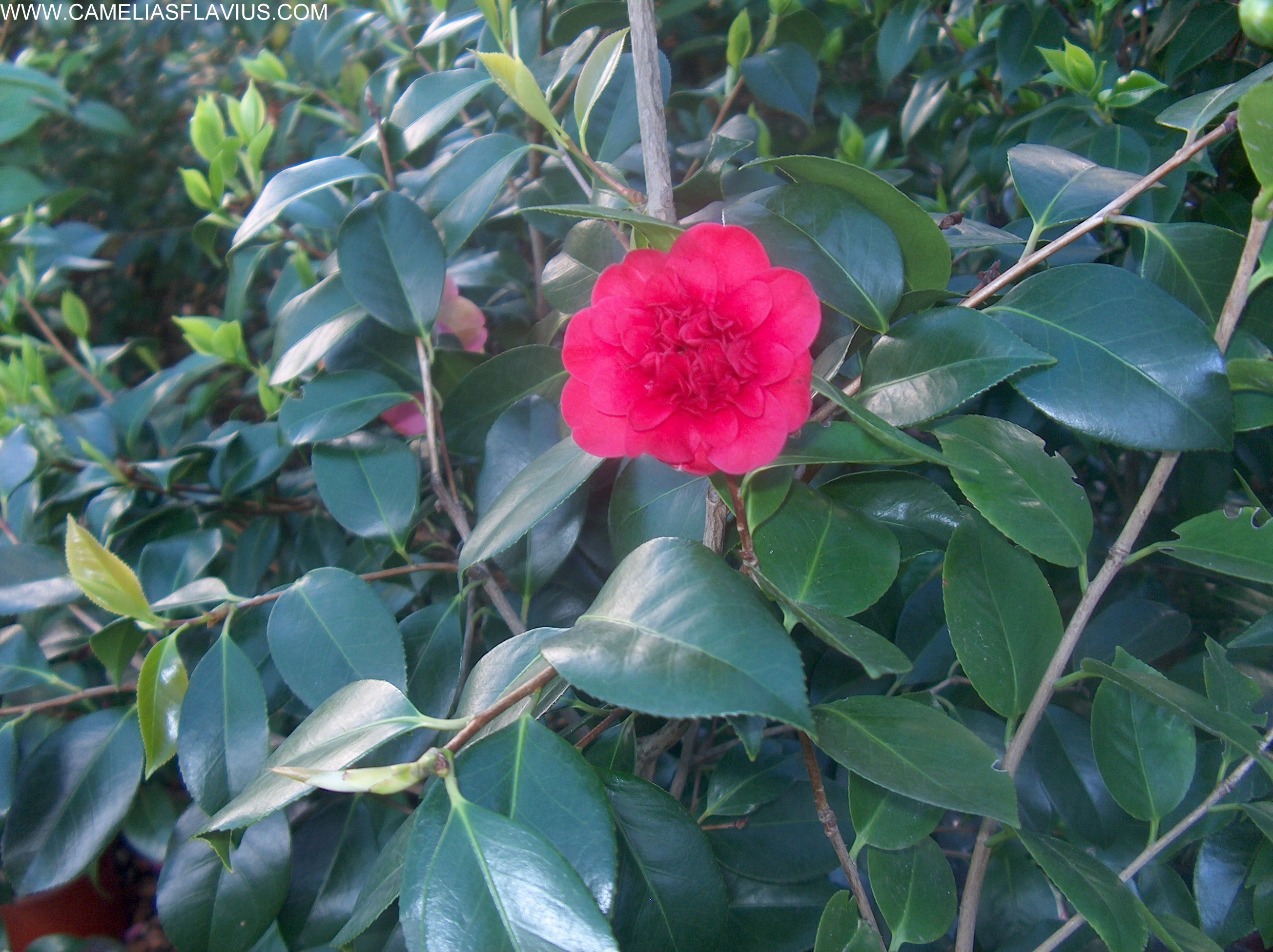 Anemoniflora Rubra